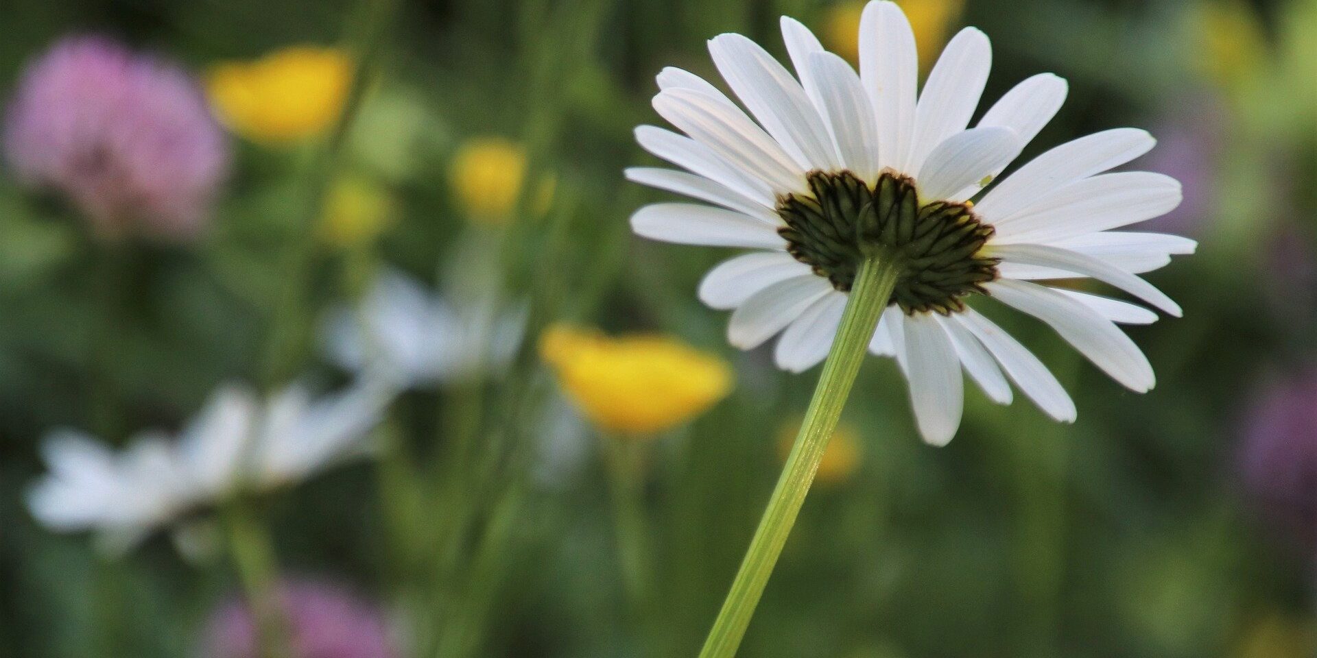 chamomile-5145776_1920 (1)