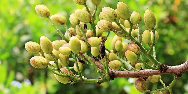 pistachios-1540123_640