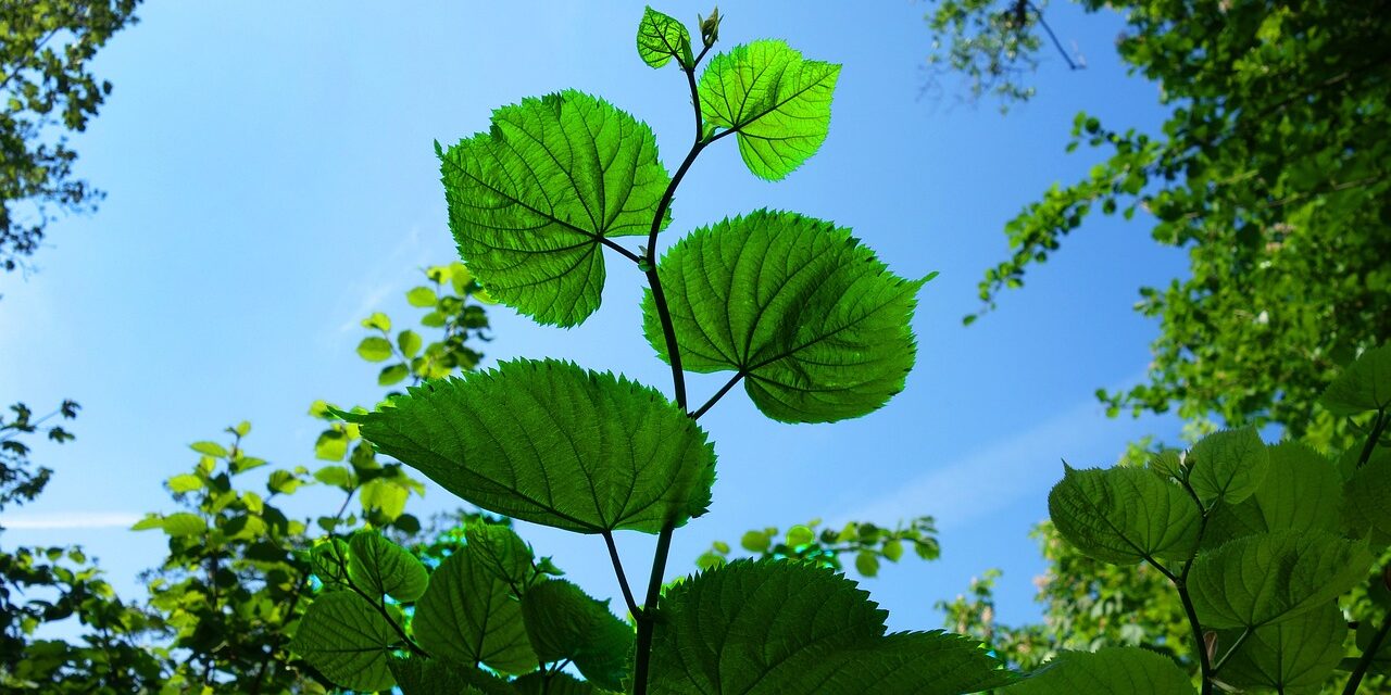 leaf-g94fec50b4_1280