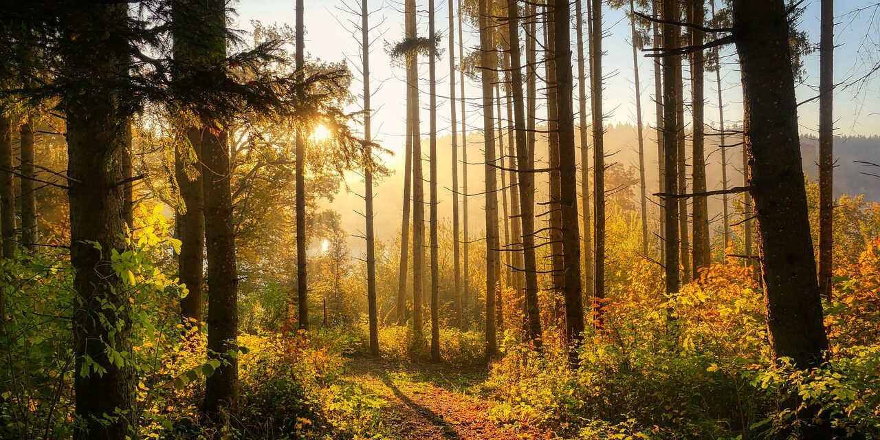 forest-6765636_1280