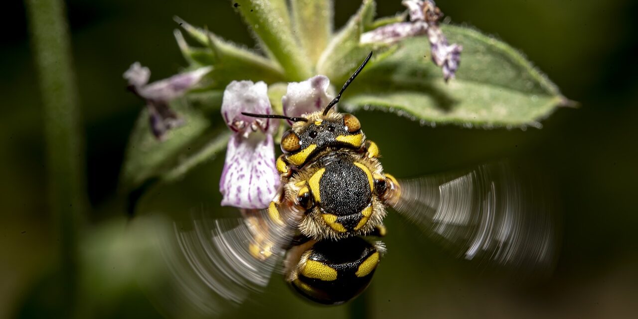 insect-7258412_1280