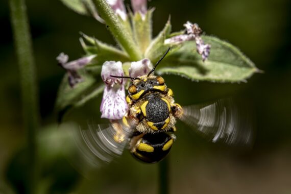 insect-7258412_1280