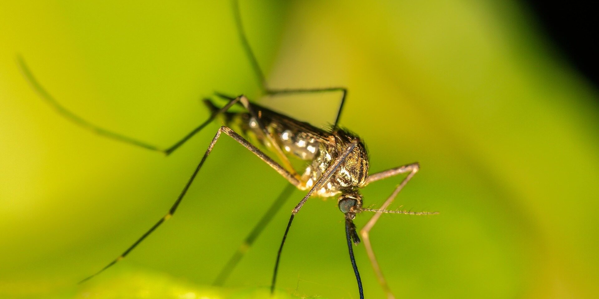 mosquito-4583101_1920
